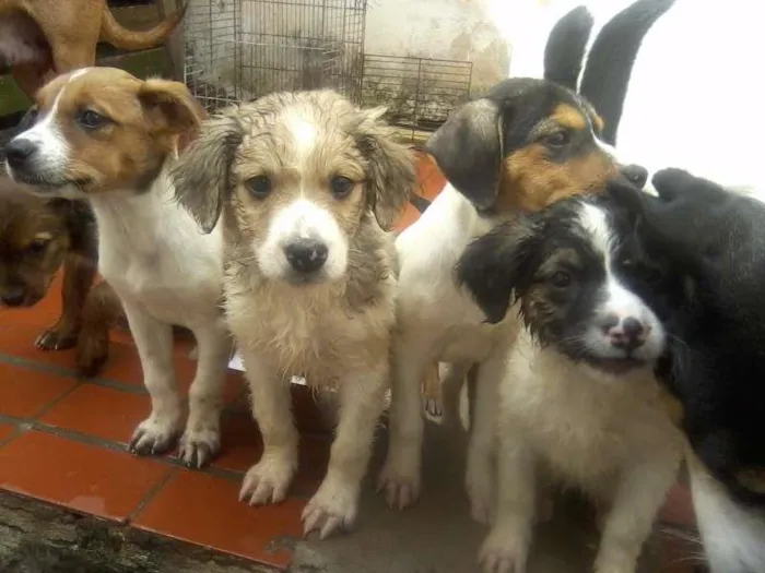 Cachorro ra a Vira Lata idade 2 a 6 meses nome Sansão