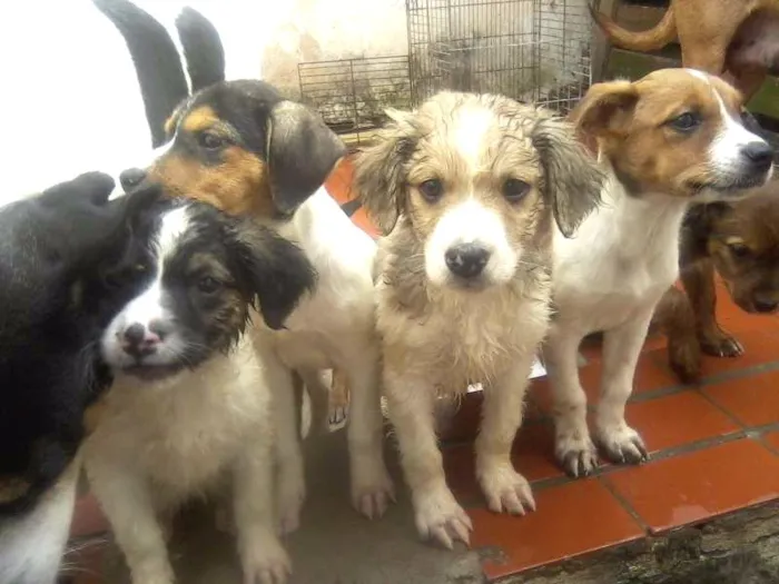 Cachorro ra a Vira Lata idade 2 a 6 meses nome Sansão