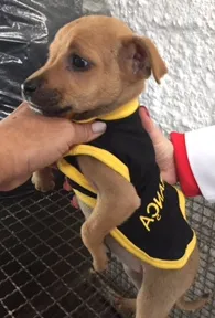 Cachorro raça SRD idade 2 a 6 meses nome Bebes