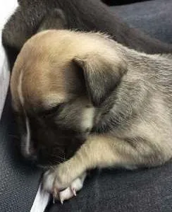 Cachorro raça vira-latas idade 2 a 6 meses nome Flora e Nina