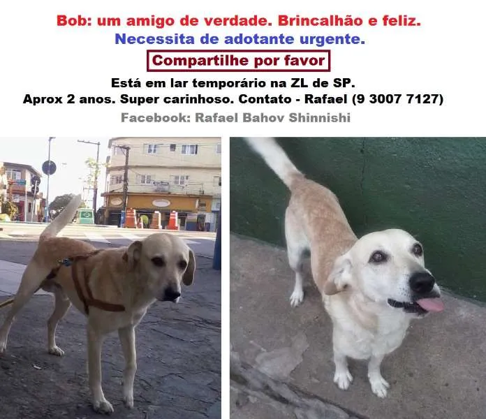 Cachorro ra a SRD idade 2 anos nome Bob