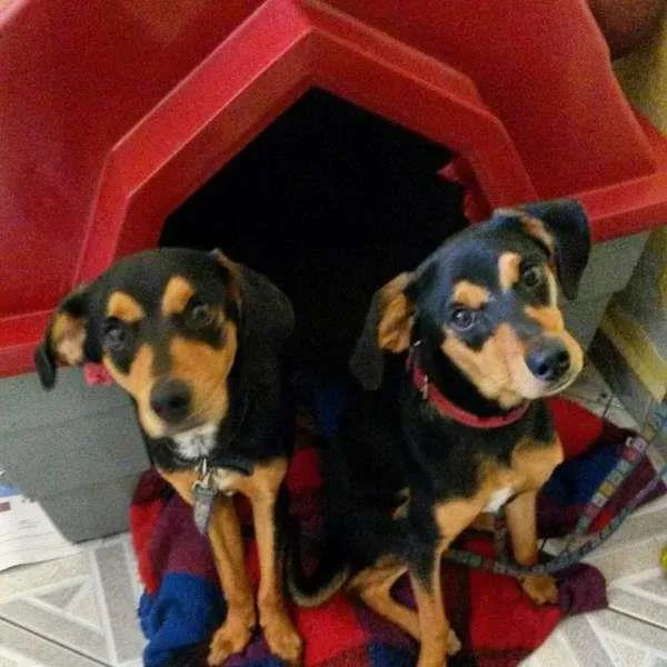 Cachorro ra a VIRA LATA idade 7 a 11 meses nome BALI / NALU