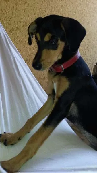 Cachorro ra a VIRA LATA idade 7 a 11 meses nome BALI / NALU