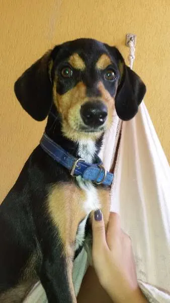 Cachorro ra a VIRA LATA idade 7 a 11 meses nome BALI / NALU