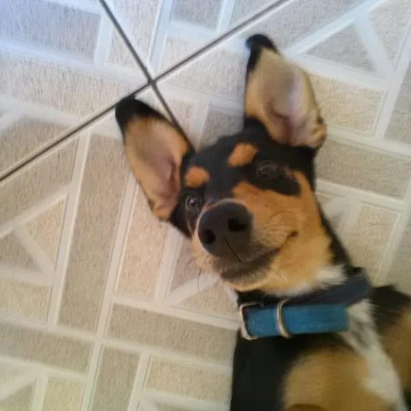 Cachorro ra a VIRA LATA idade 7 a 11 meses nome BALI / NALU
