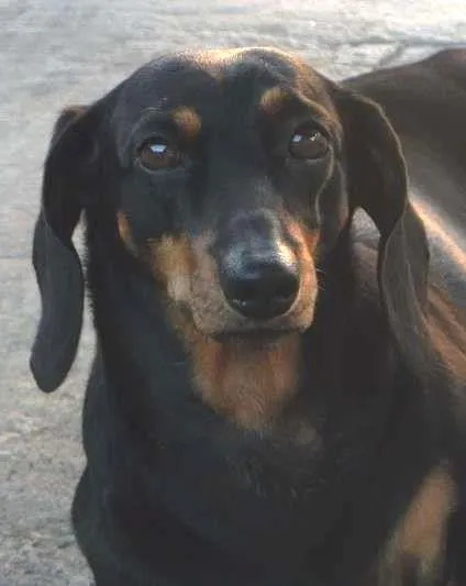 Cachorro ra a Dachshund idade 5 anos nome Baby