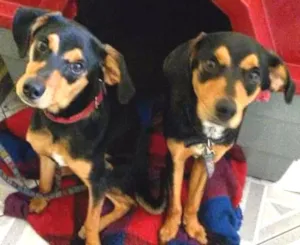 Cachorro raça VIRA LATA idade 7 a 11 meses nome BALI / NALU