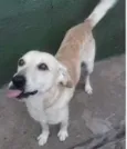Bob