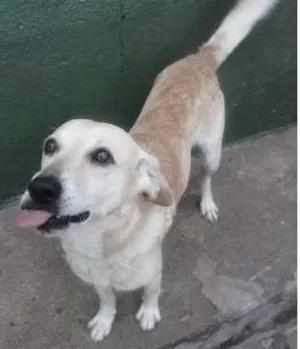 Cachorro raça SRD idade 2 anos nome Bob