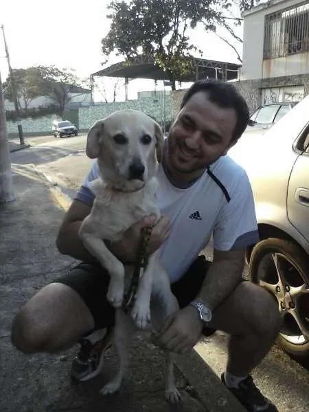 Cachorro ra a SRD idade 2 anos nome Bob