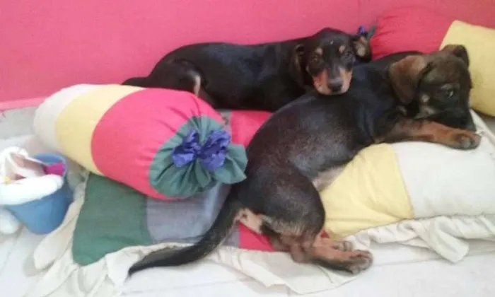 Cachorro ra a srd idade 2 a 6 meses nome layka/leia