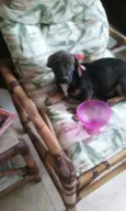 layka/leia