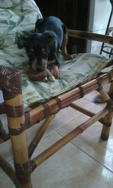 Cachorro ra a srd idade 2 a 6 meses nome layka/leia