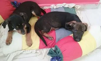 Cachorro ra a srd idade 2 a 6 meses nome layka/leia