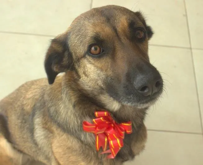 Cachorro ra a SRD idade 2 anos nome Naga
