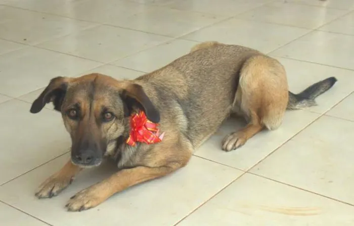 Cachorro ra a SRD idade 2 anos nome Naga