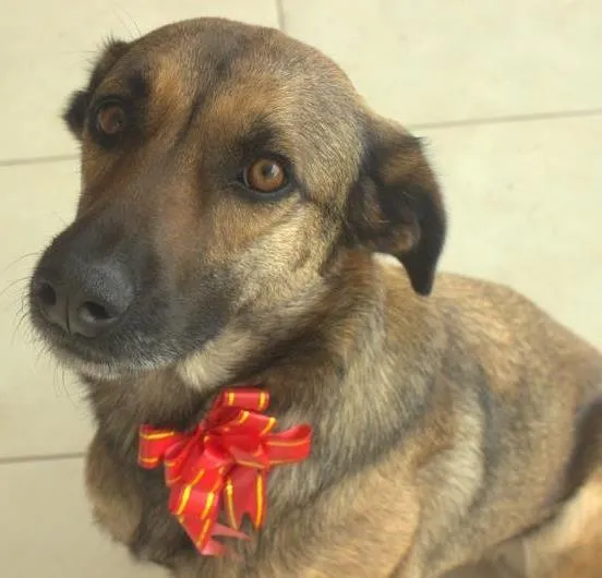 Cachorro ra a SRD idade 2 anos nome Naga