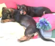 layka/leia