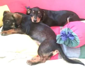Cachorro raça srd idade 2 a 6 meses nome layka/leia