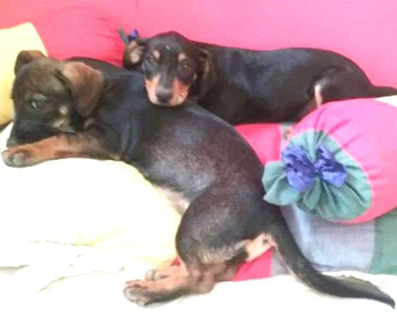 Cachorro ra a srd idade 2 a 6 meses nome layka/leia