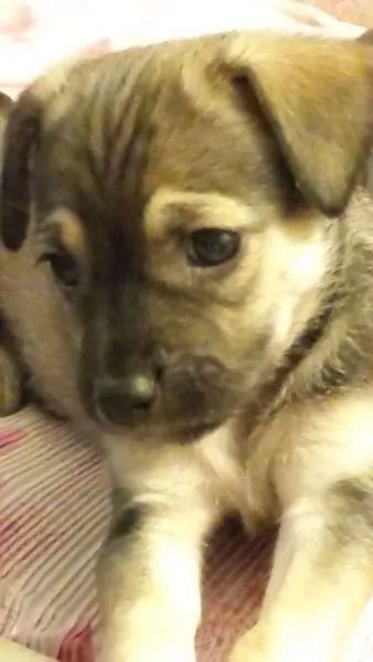 Cachorro ra a Vira-lata idade 2 a 6 meses nome Flora e Nina