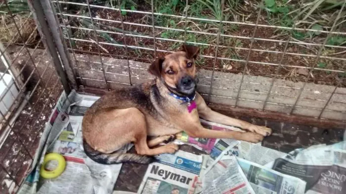 Cachorro ra a SRD idade 1 ano nome Marrom
