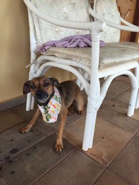 Cachorro ra a SRD idade 1 ano nome Marrom