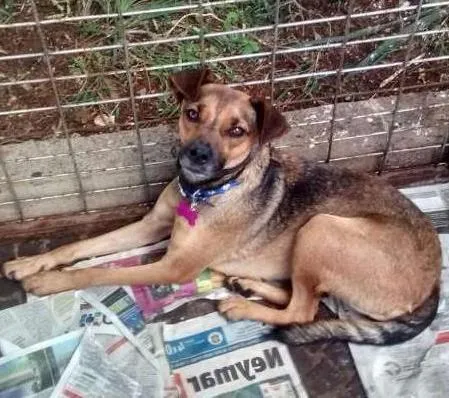 Cachorro ra a SRD idade 1 ano nome Marrom
