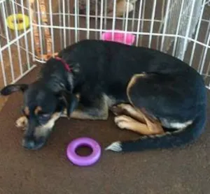 Cachorro raça SRD idade 1 ano nome Lolla