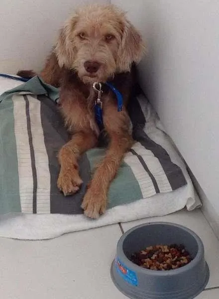 Cachorro ra a MESTIÇO POODLE idade 1 ano nome THEO