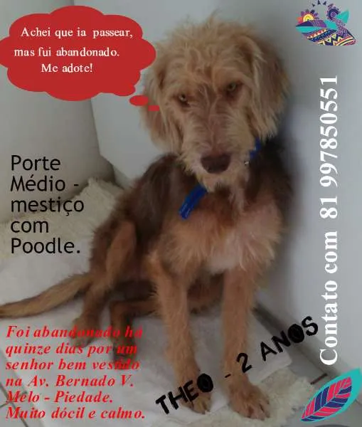 Cachorro ra a MESTIÇO POODLE idade 1 ano nome THEO