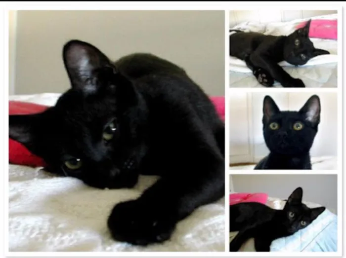 Gato ra a Srd idade Abaixo de 2 meses nome Morfeu 