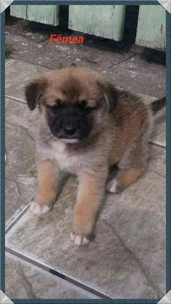 Cachorro ra a SRD idade Abaixo de 2 meses nome Bebês