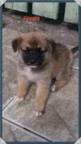 Bebês