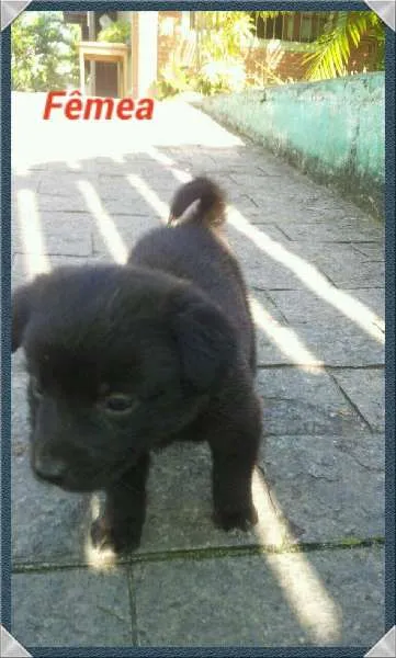 Cachorro ra a SRD idade Abaixo de 2 meses nome Bebês