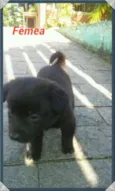 Bebês
