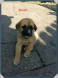 Bebês