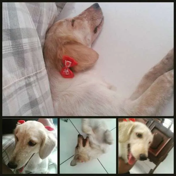 Cachorro raça SRD idade 7 a 11 meses nome Princesa