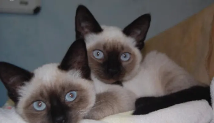 Gato ra a Siamês  idade 2 a 6 meses nome Logan e Corujinha