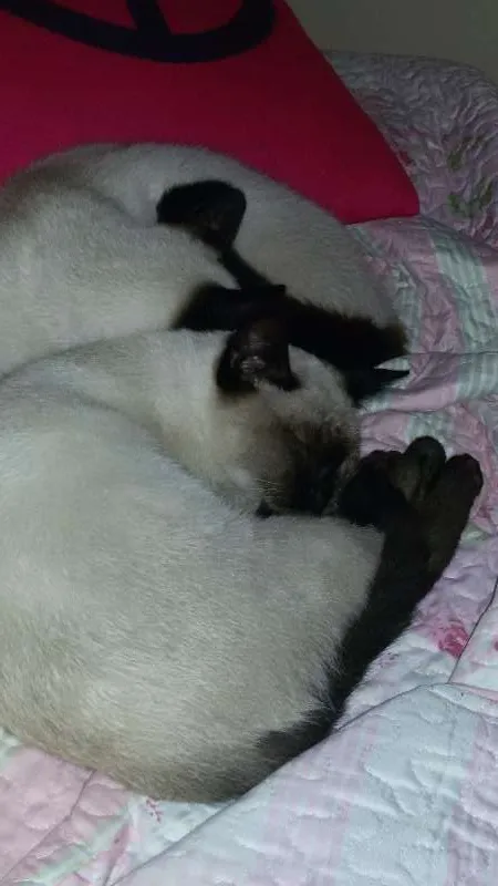 Gato ra a Siamês  idade 2 a 6 meses nome Logan e Corujinha