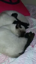 Logan e Corujinha