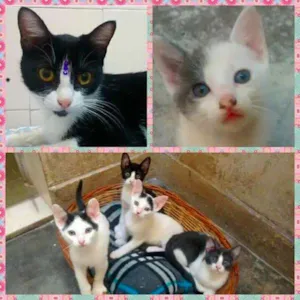 Gato raça vira lata idade Abaixo de 2 meses nome Filhote