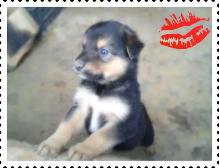 Cachorro ra a vira lata idade Abaixo de 2 meses nome Filhotes super fofos