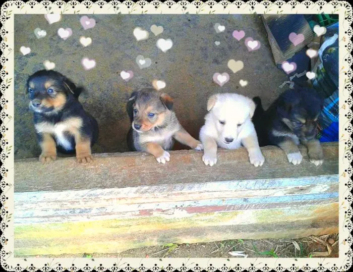 Cachorro ra a vira lata idade Abaixo de 2 meses nome Filhotes super fofos