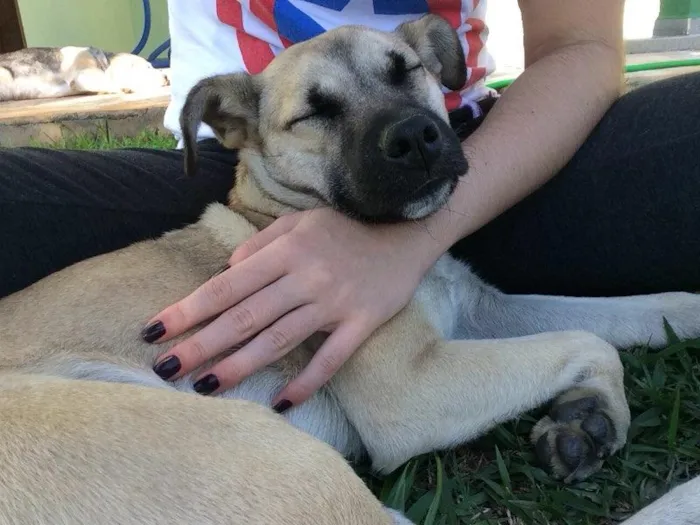 Cachorro ra a vira lata idade 2 a 6 meses nome Banzé