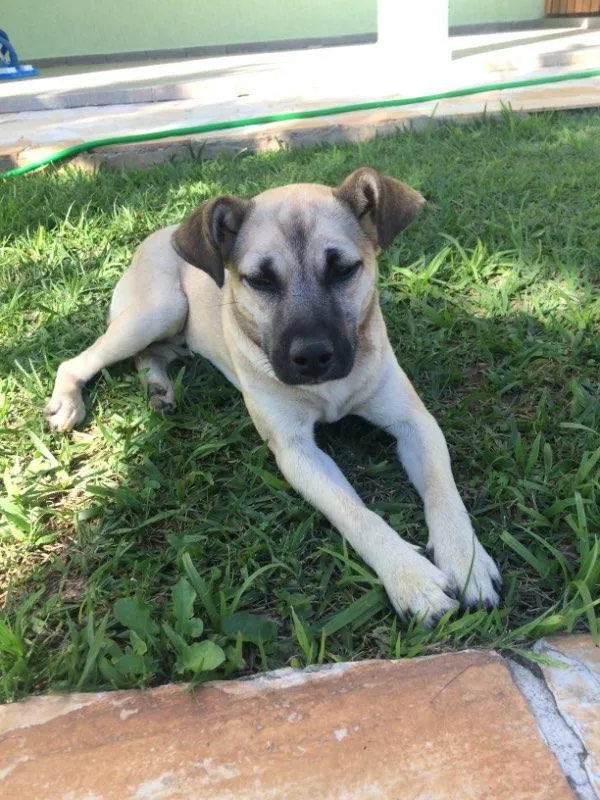 Cachorro ra a vira lata idade 2 a 6 meses nome Banzé