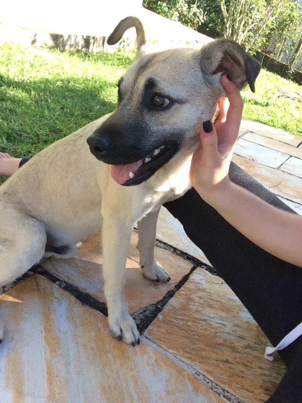 Cachorro ra a vira lata idade 2 a 6 meses nome Banzé