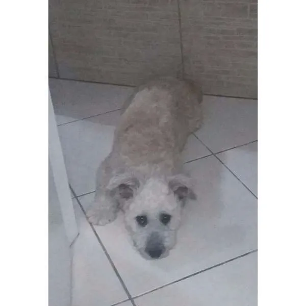 Cachorro ra a SRD idade 7 a 11 meses nome Thor