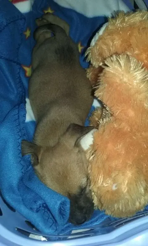Cachorro ra a Não definida idade 2 a 6 meses nome Kevin