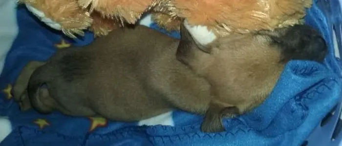 Cachorro ra a Não definida idade 2 a 6 meses nome Kevin